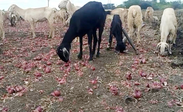 onion_20farmers.jpg