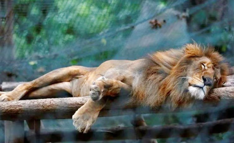 Chennai_Zoo_Lion.jpg