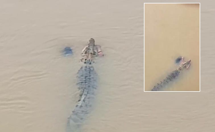 Video-Crocodile-Drags-Odish.jpg