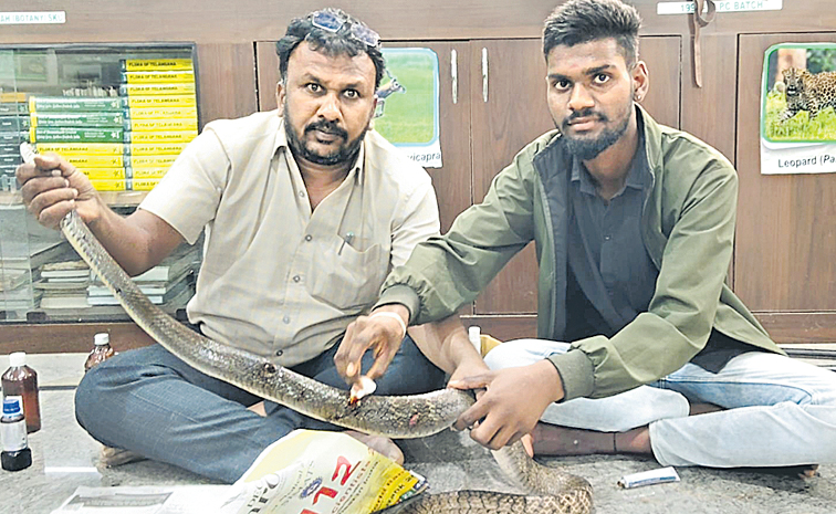 Snake-Treatment.jpg