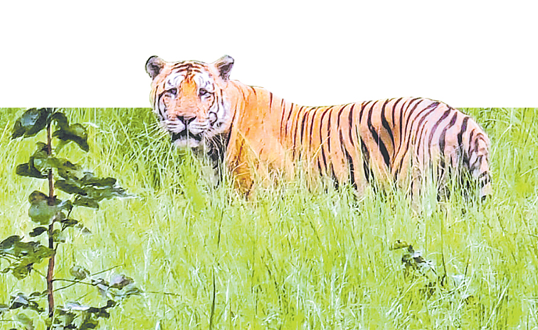 tiger.jpg