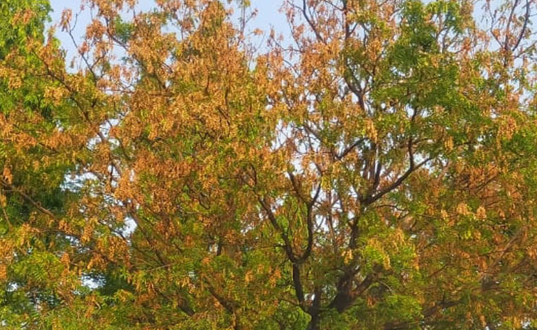 Neemtree-nalgonda.jpg