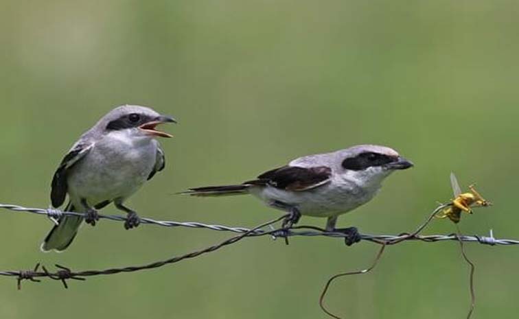 birds.jpg
