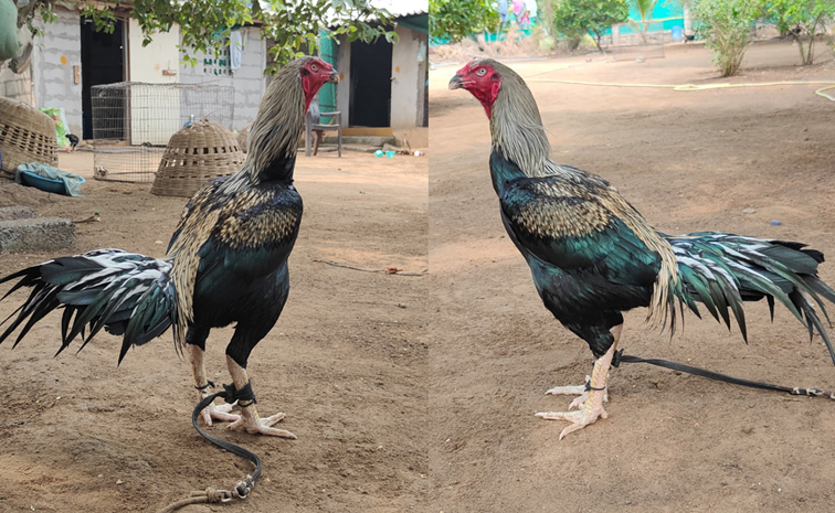 cocks.jpg