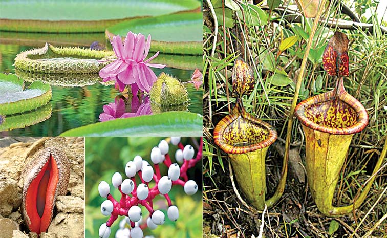 plant.jpg