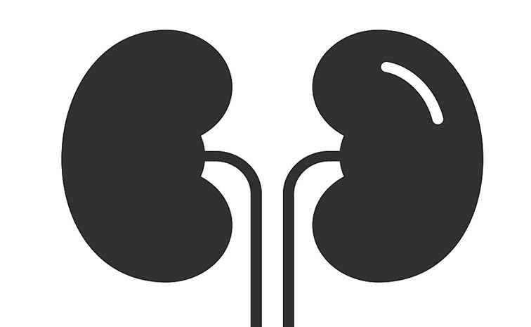 KIDNEY.jpg
