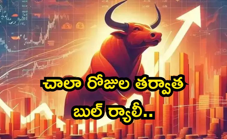 bull.jpg