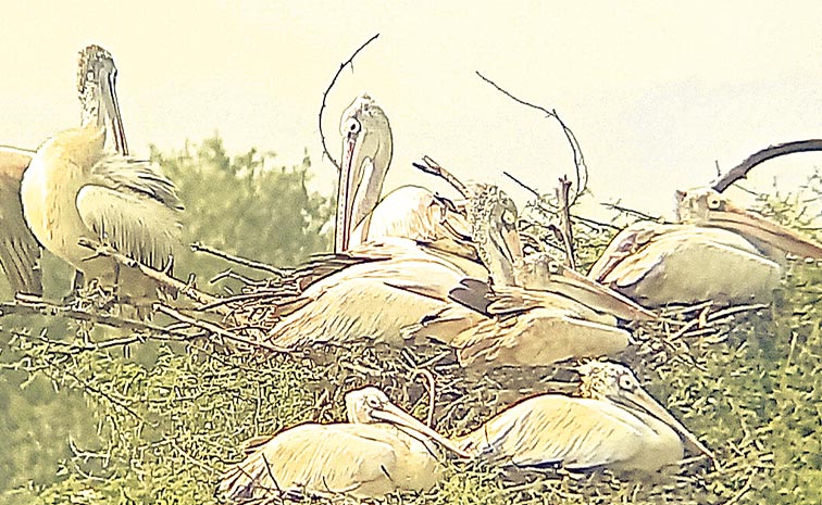 Nelapattu-Bird-Sanctuary.jpg