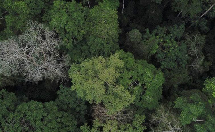 forestj.jpg