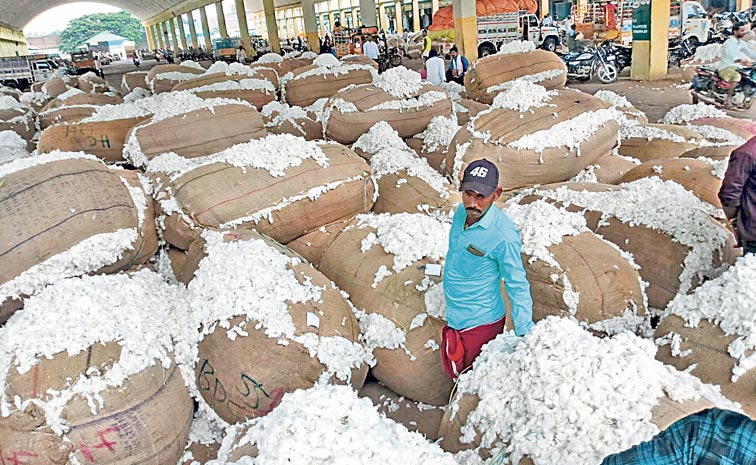 cotton.jpg