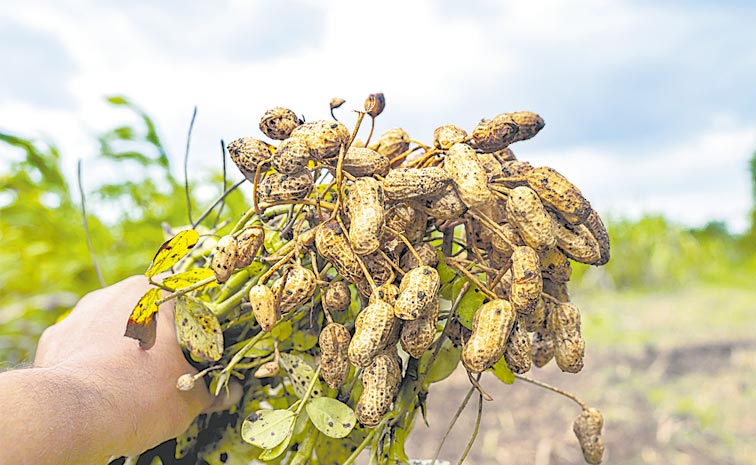 GROUNDNUT_0.jpg