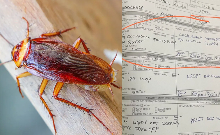 airindia_cockroach.jpg