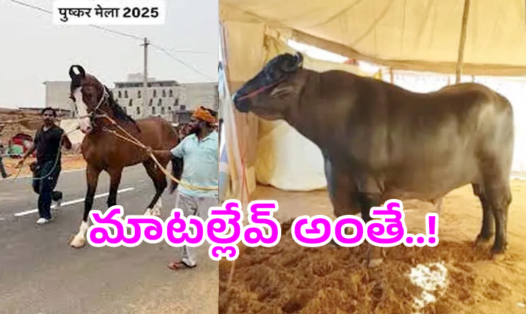 horse_0.jpg
