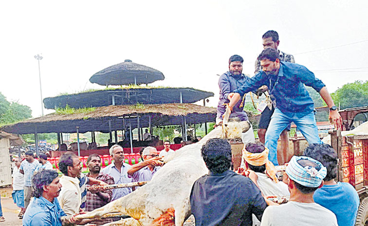 cow.jpg