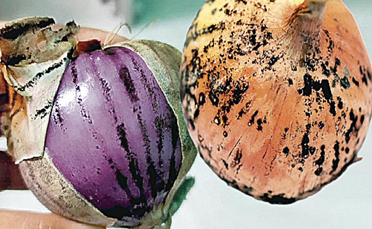 blackfungus.jpg
