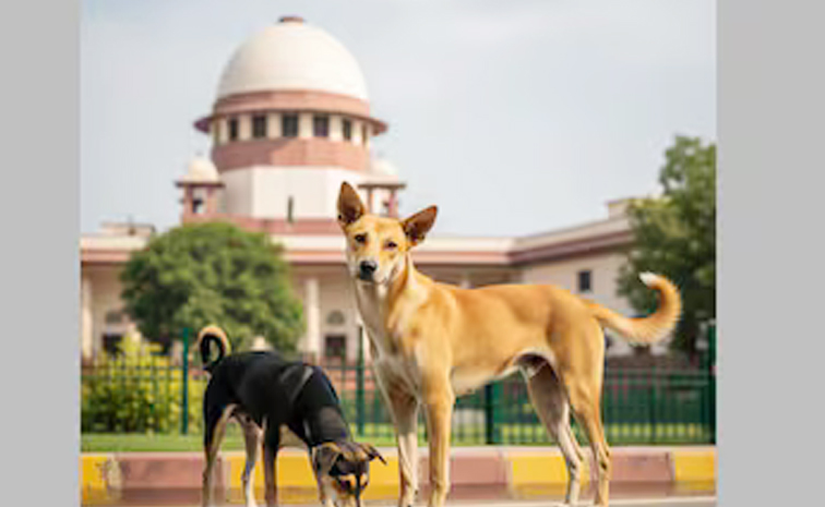 Stray_Dogs_SC_News.jpg