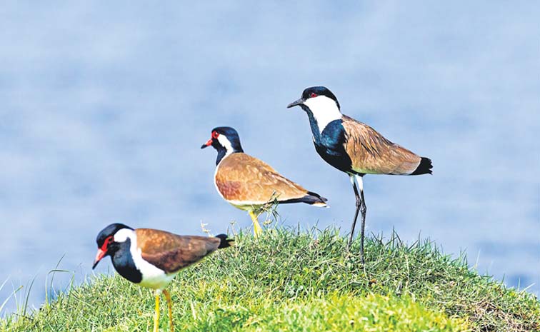 birds.jpg