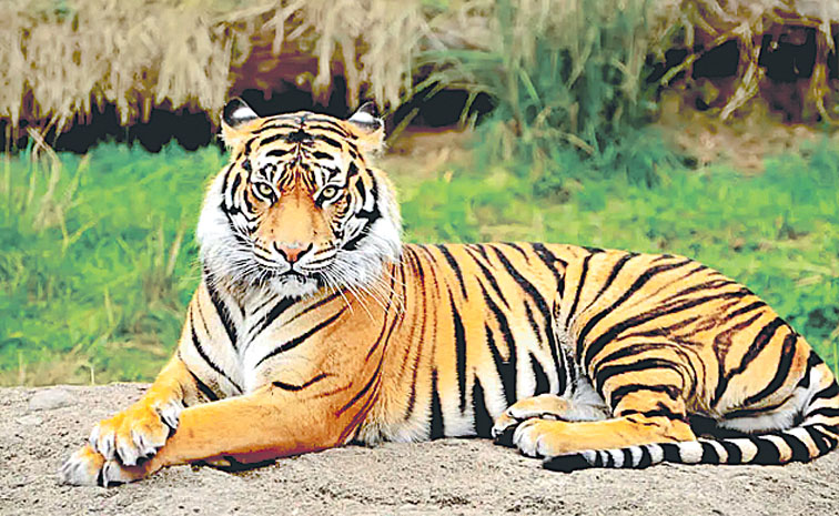 tiger.jpg