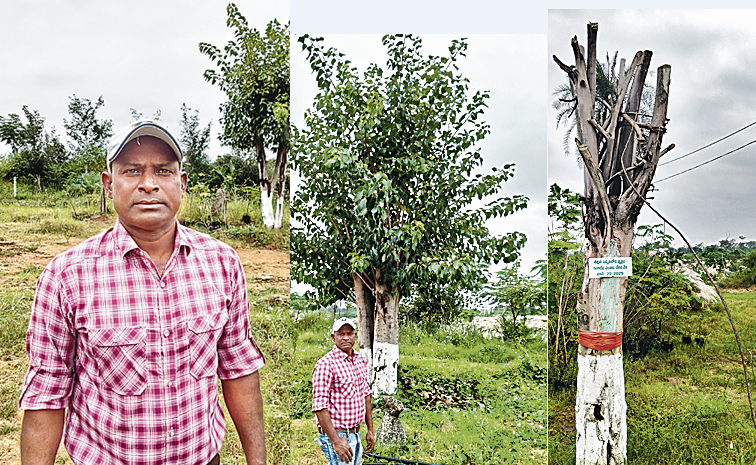 trees-satteyya.jpg