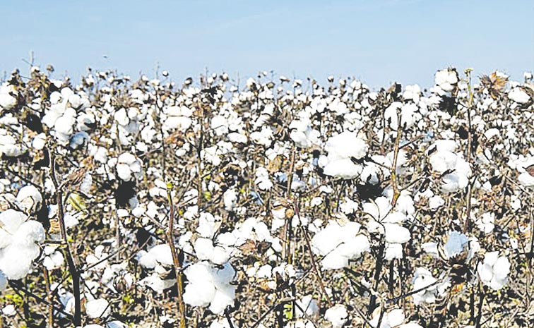 COTTON-2.jpg
