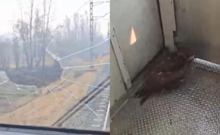 Eagle_Hit_Train.jpg