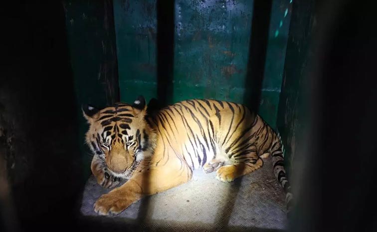 Maharashtra_Tiger_Attack_Vi.jpg