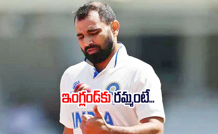 shami_0.jpg