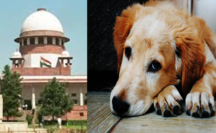 SCanddogs.jpg