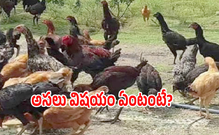 hens.jpg