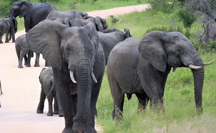 Farmer-Dies-In-Elephants-At.jpg