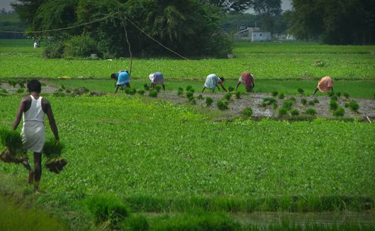 agriculture.jpg