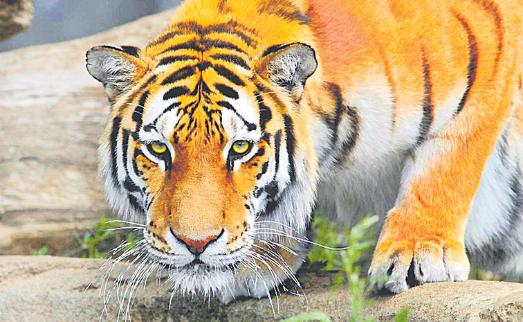 tiger.jpg