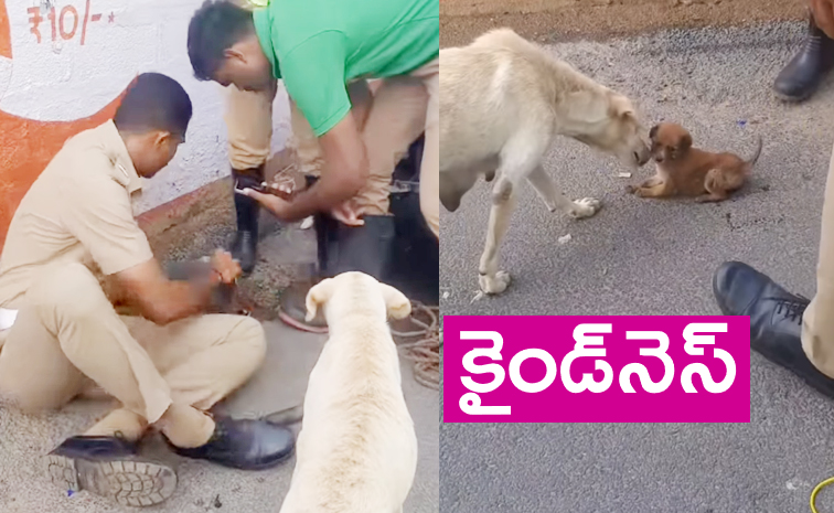 Chennai-dog-viral.jpg