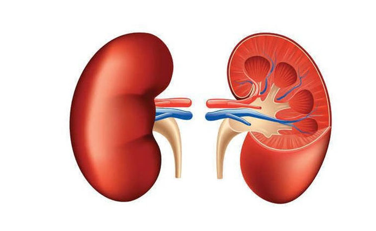 kidney.jpg