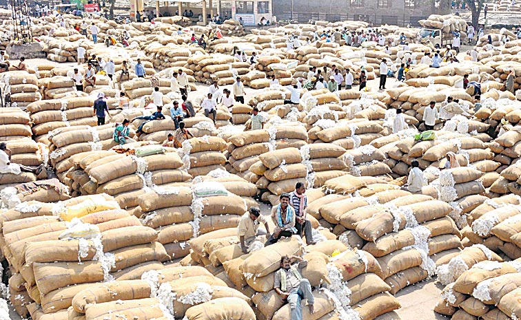 COTTON-CROP-5.jpg