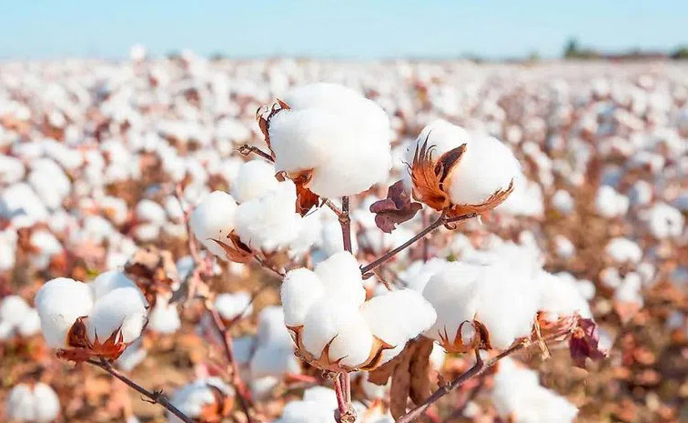 cotton_0.jpg