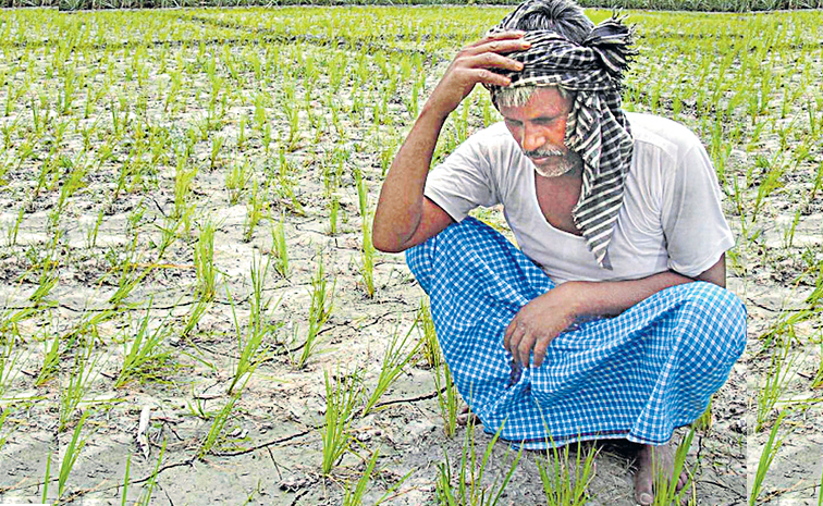 farmer.jpg