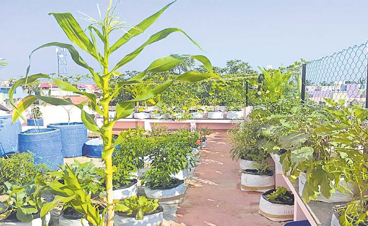 garden.jpg