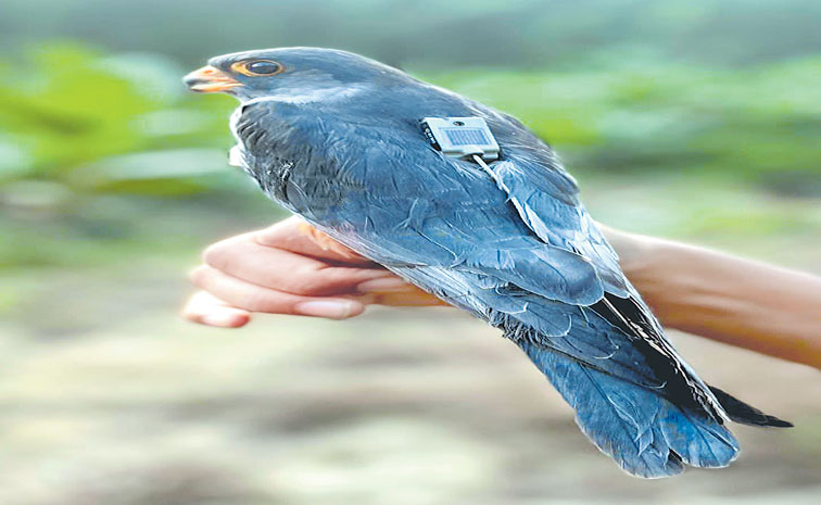 ARMUR-FALCON.jpg