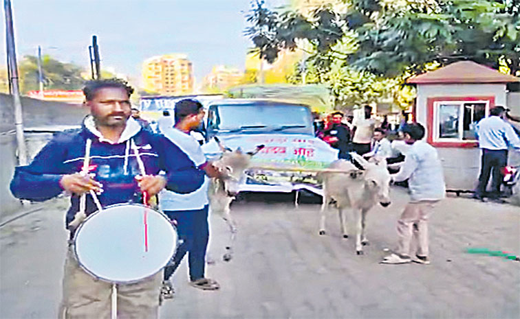 Donkey-Car-1.jpg