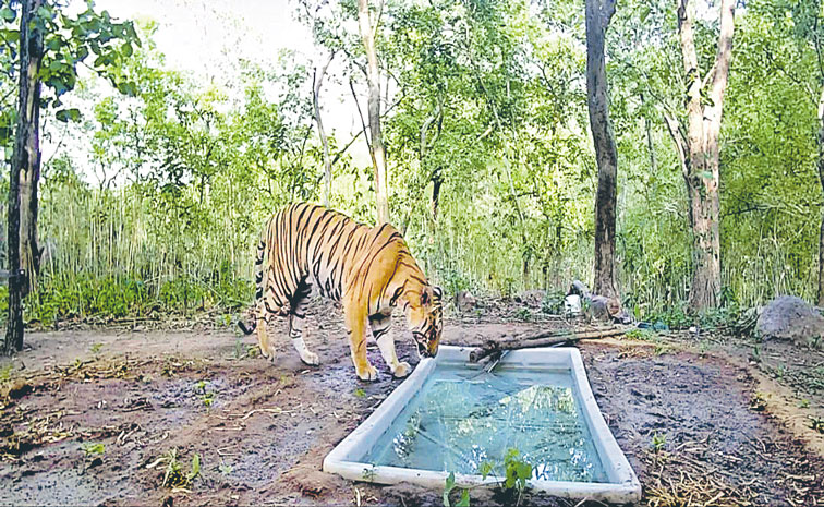 TIGER-GUJARAT.jpg