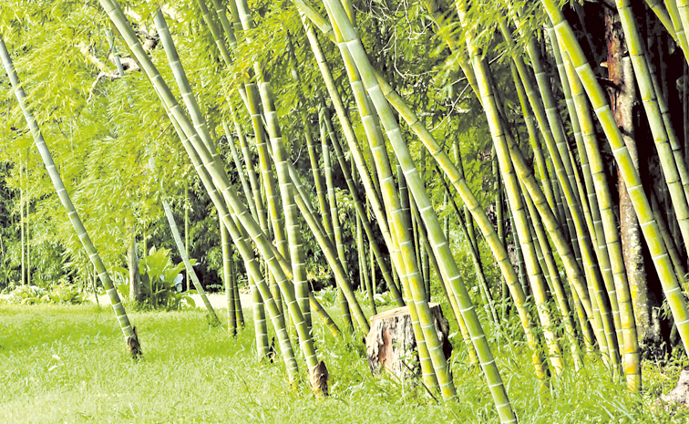 BAMBOO.jpg