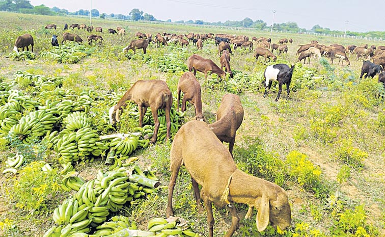 Farmers-Face-Difficulties-D.jpg