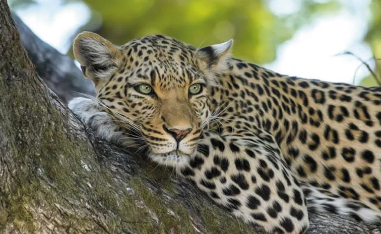 Leopard.jpg