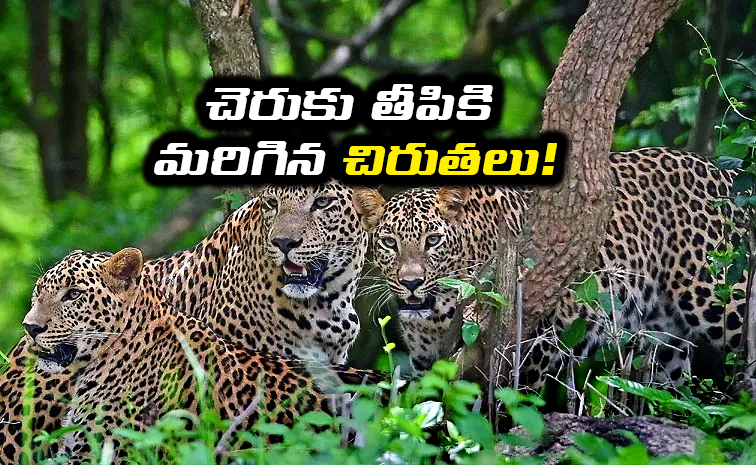 Leopards-Sweet-life.jpg
