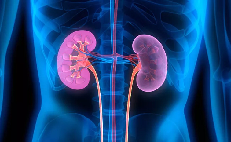 kidney.jpg
