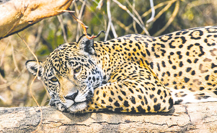 cheeta.jpg