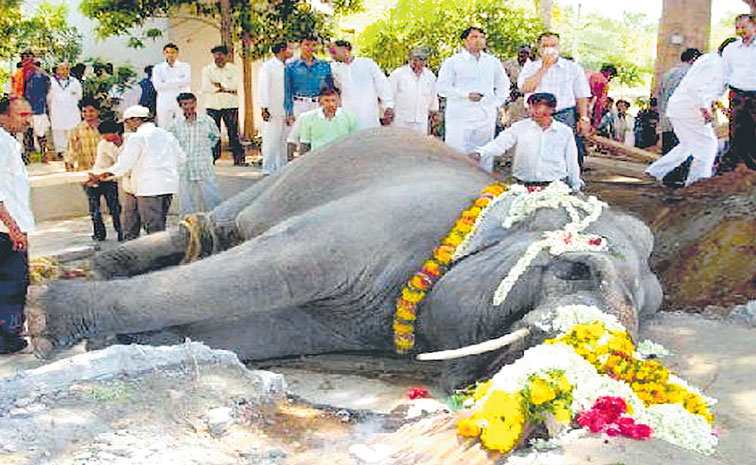 elephant-dead-sai.jpg