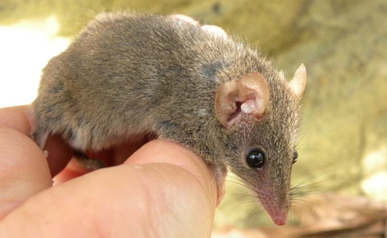 rat.jpg