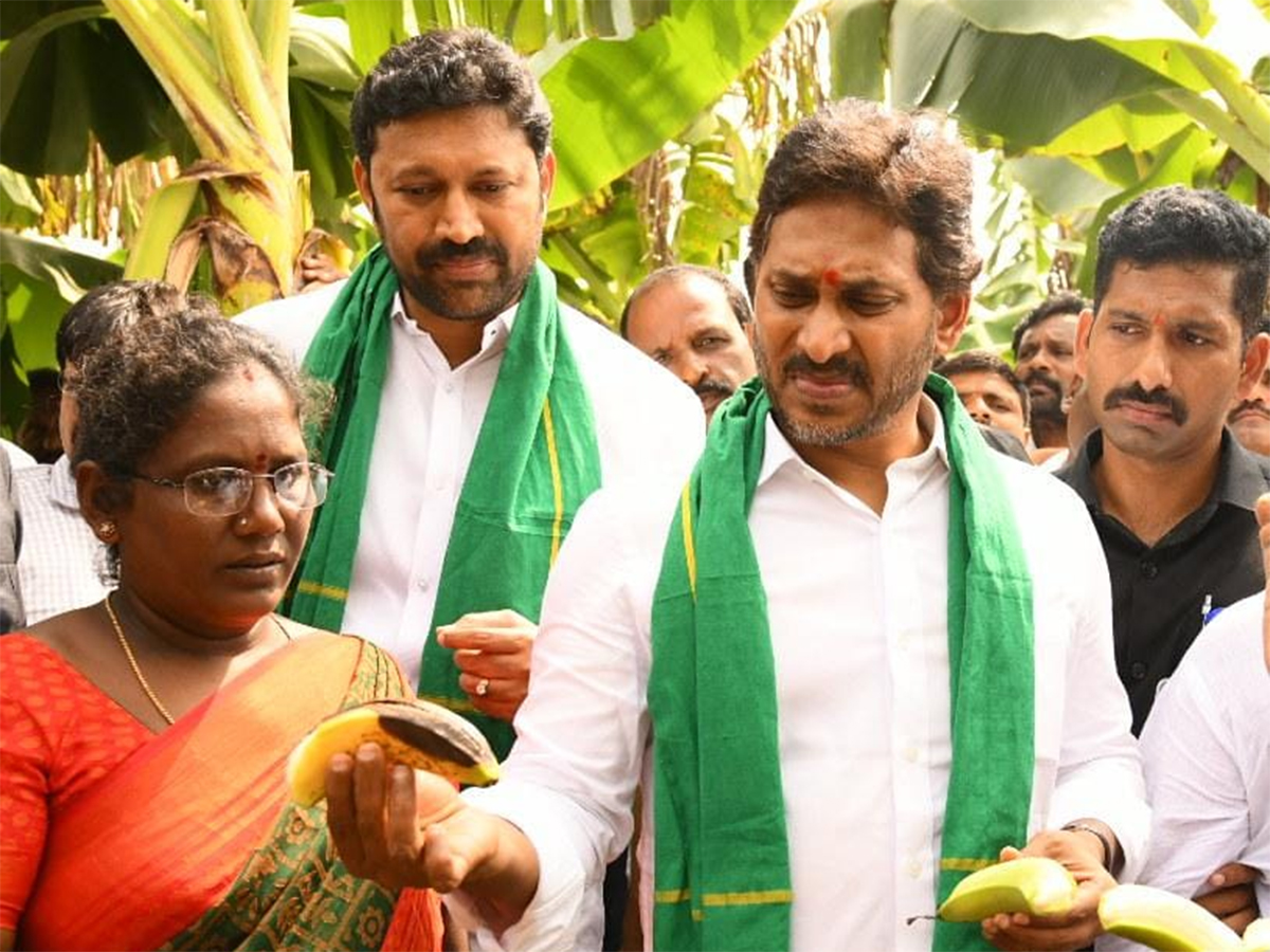 YS_20Jagan_20Visit_20Banana_20Farmers_20At_20Brahmanapalli_20Photos__20_2810_29.jpg 10